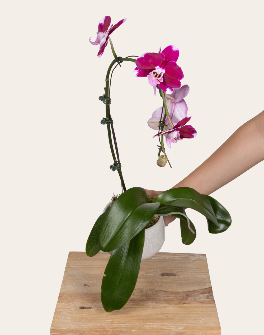 Orchidée française et sa céramique