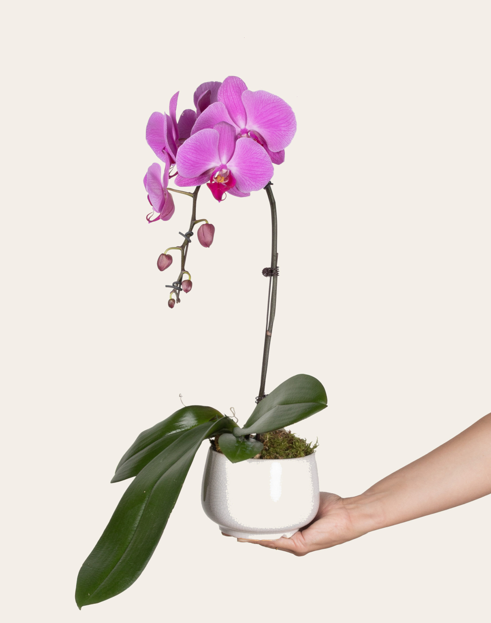 Orchidée française et sa céramique