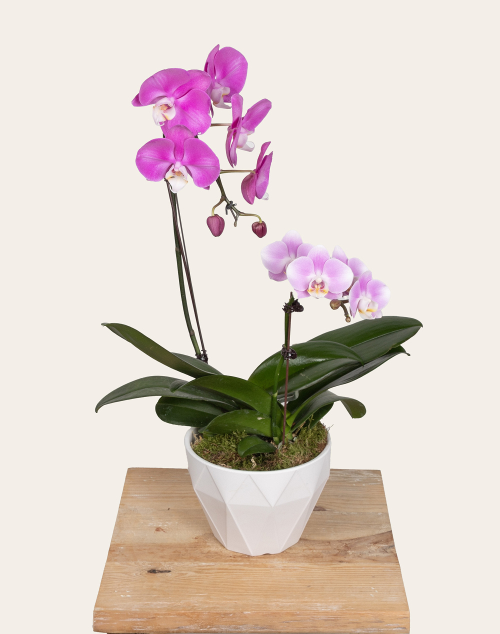 Composition de 2 Orchidées et sa céramique