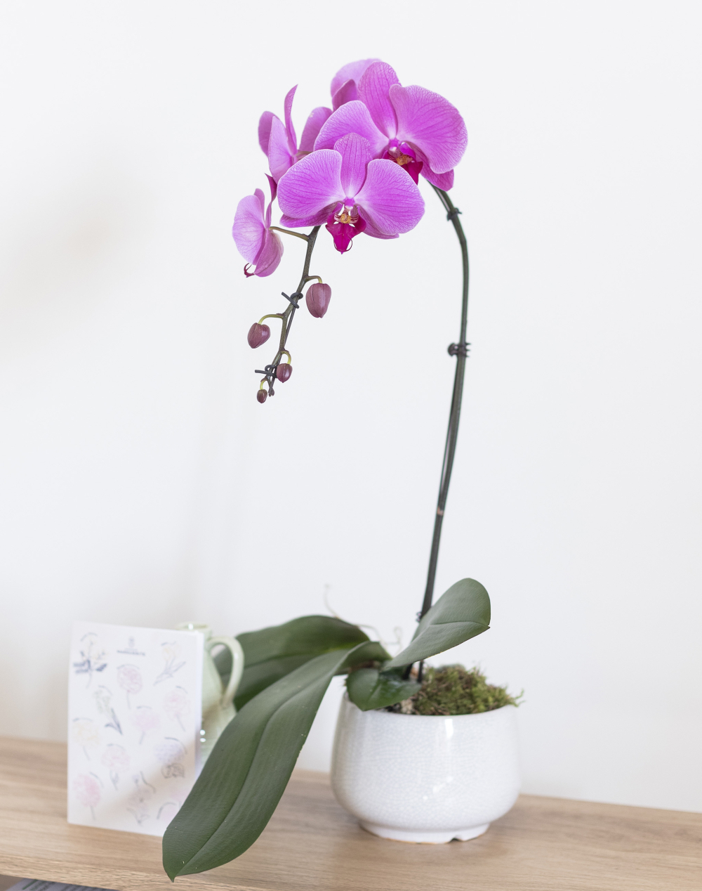 Orchidée française et sa céramique