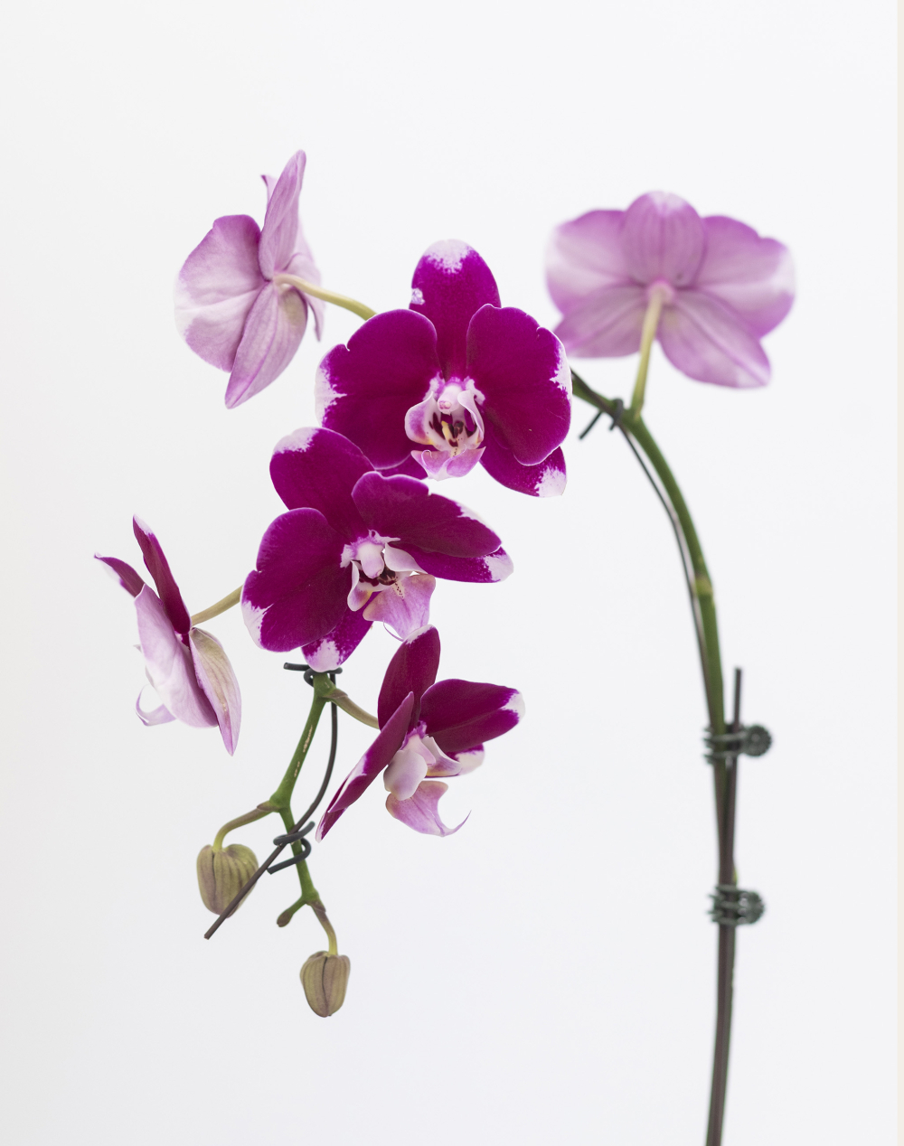 Orchidée française et sa céramique