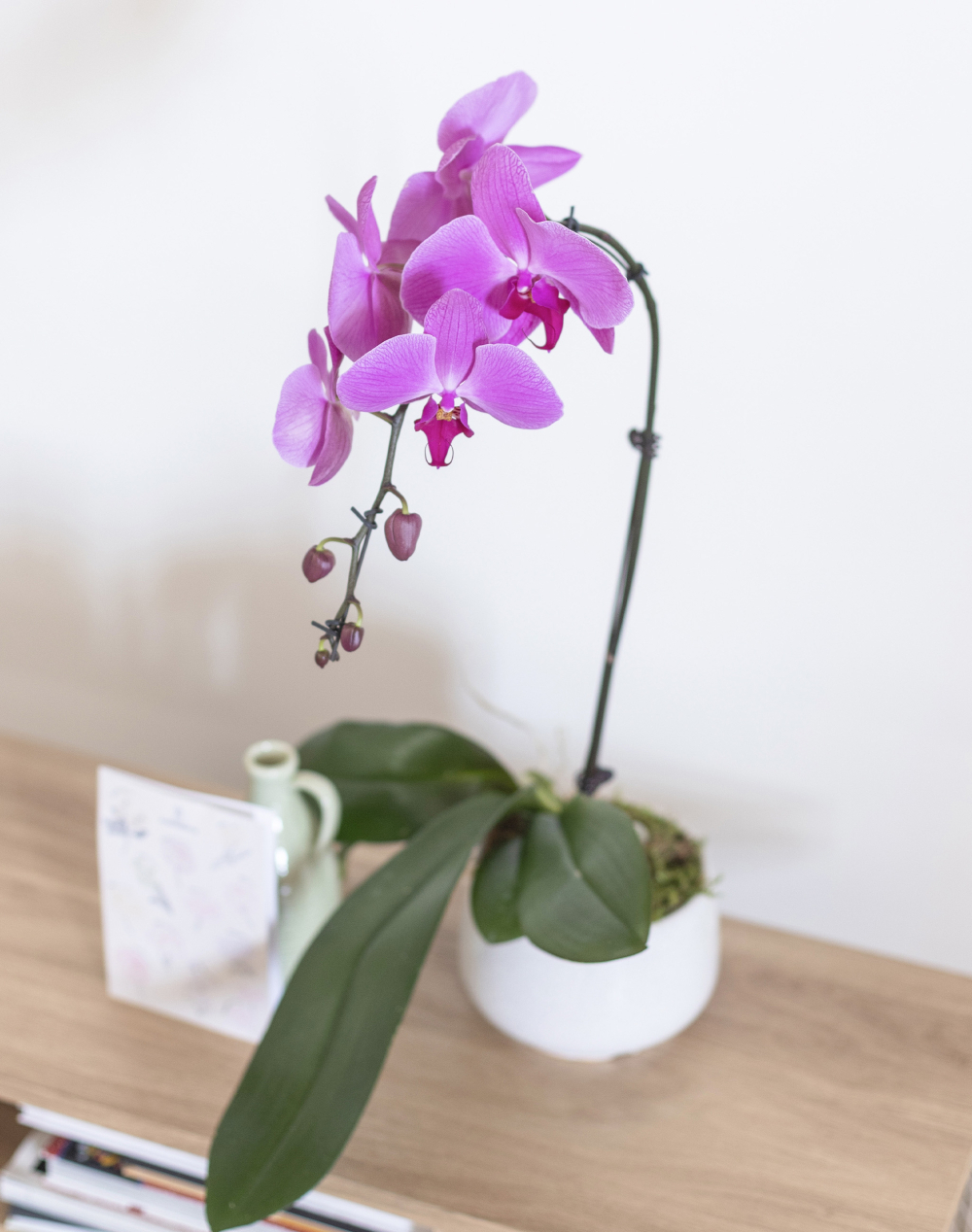 Orchidée française et sa céramique