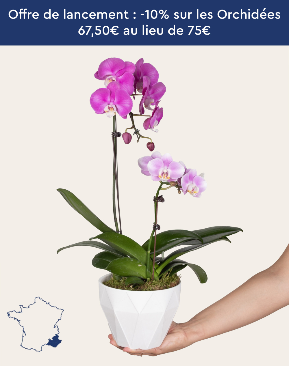 Composition de 2 Orchidées et sa céramique