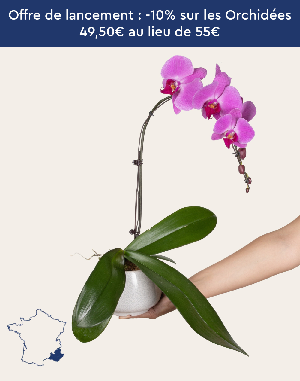 Orchidée française et sa céramique