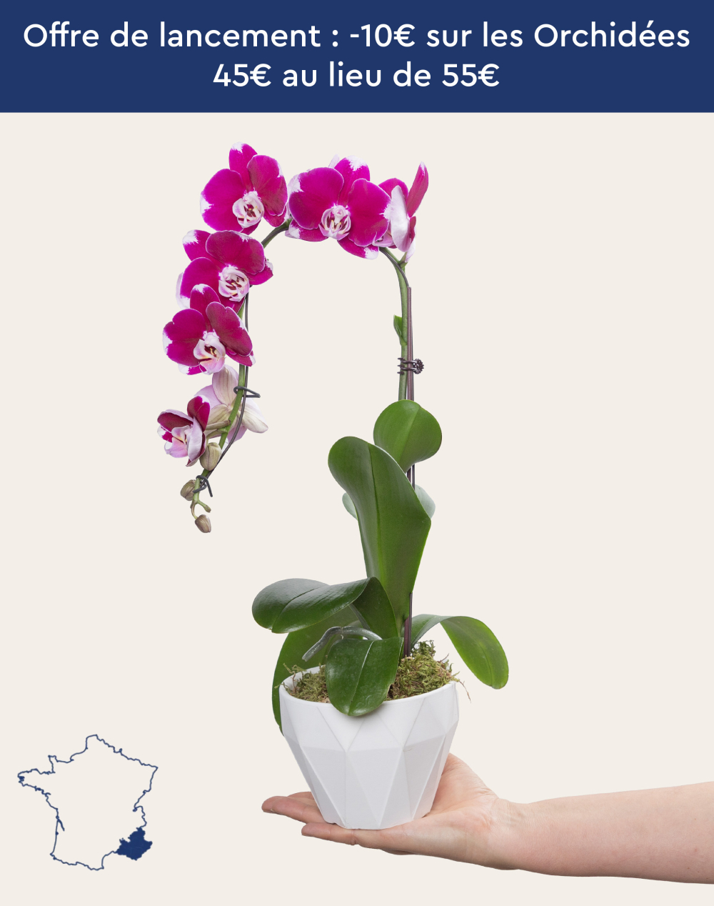 Orchidée française et sa céramique