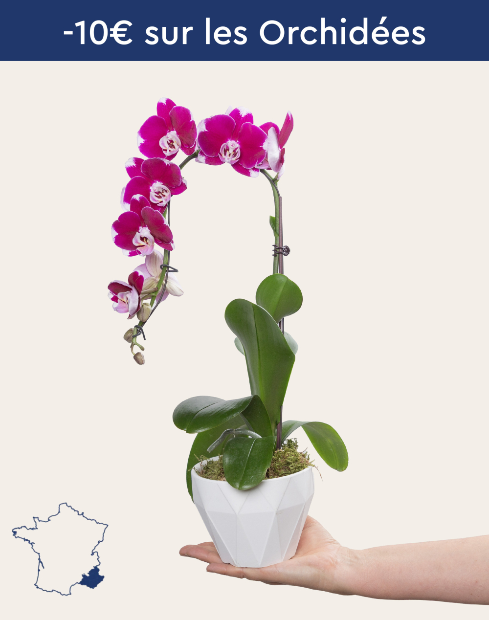 Orchidée française et sa céramique