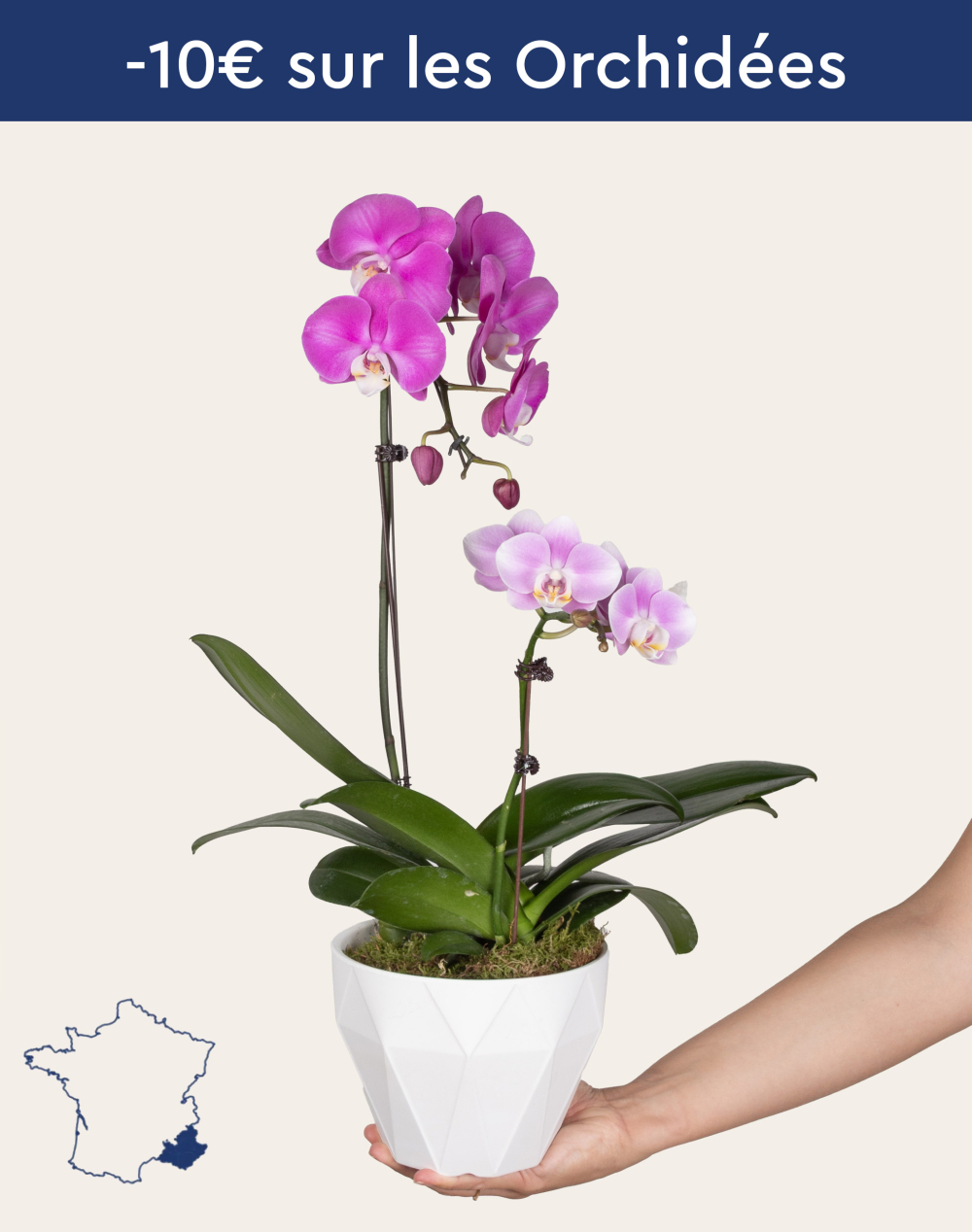 Composition de 2 Orchidées et sa céramique