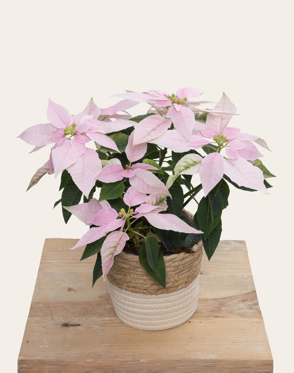 Poinsettia rose et son cache-pot
