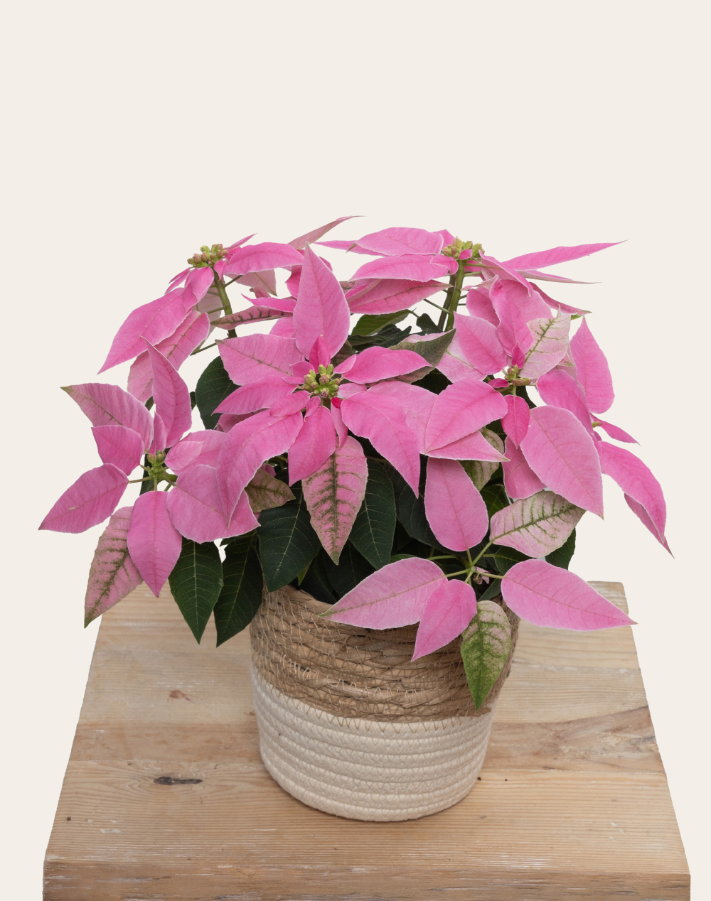 Poinsettia rose et son cache-pot