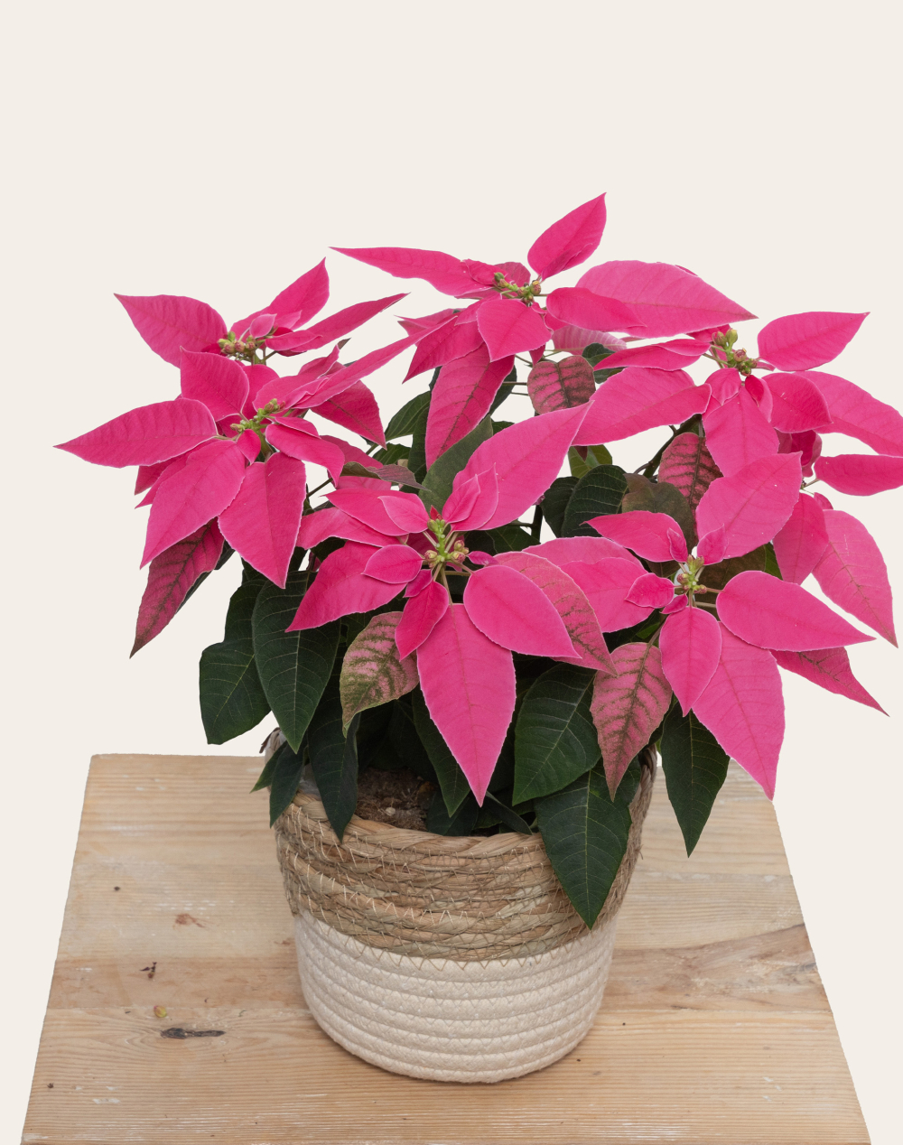 Poinsettia rose et son cache-pot