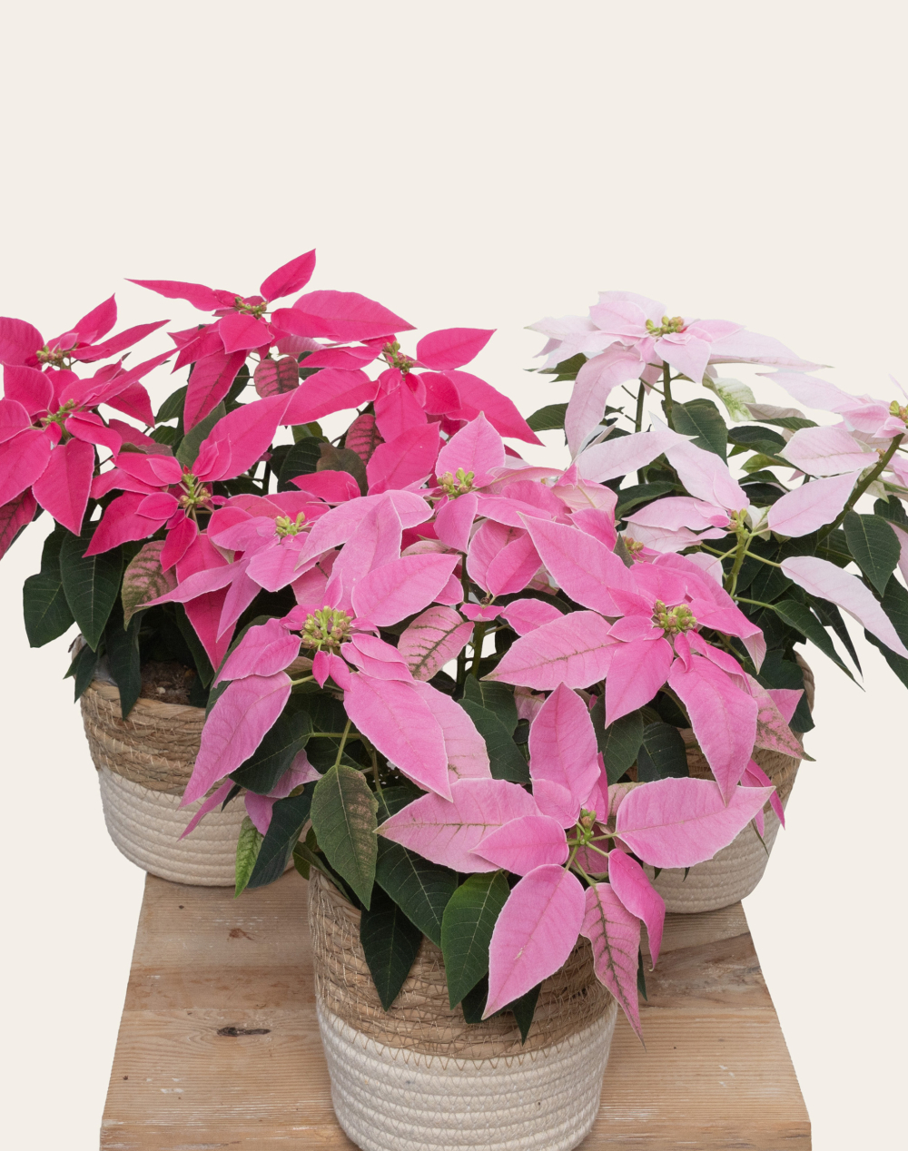 Poinsettia rose et son cache-pot