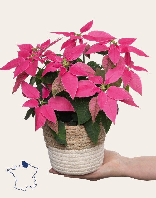 Poinsettia rose