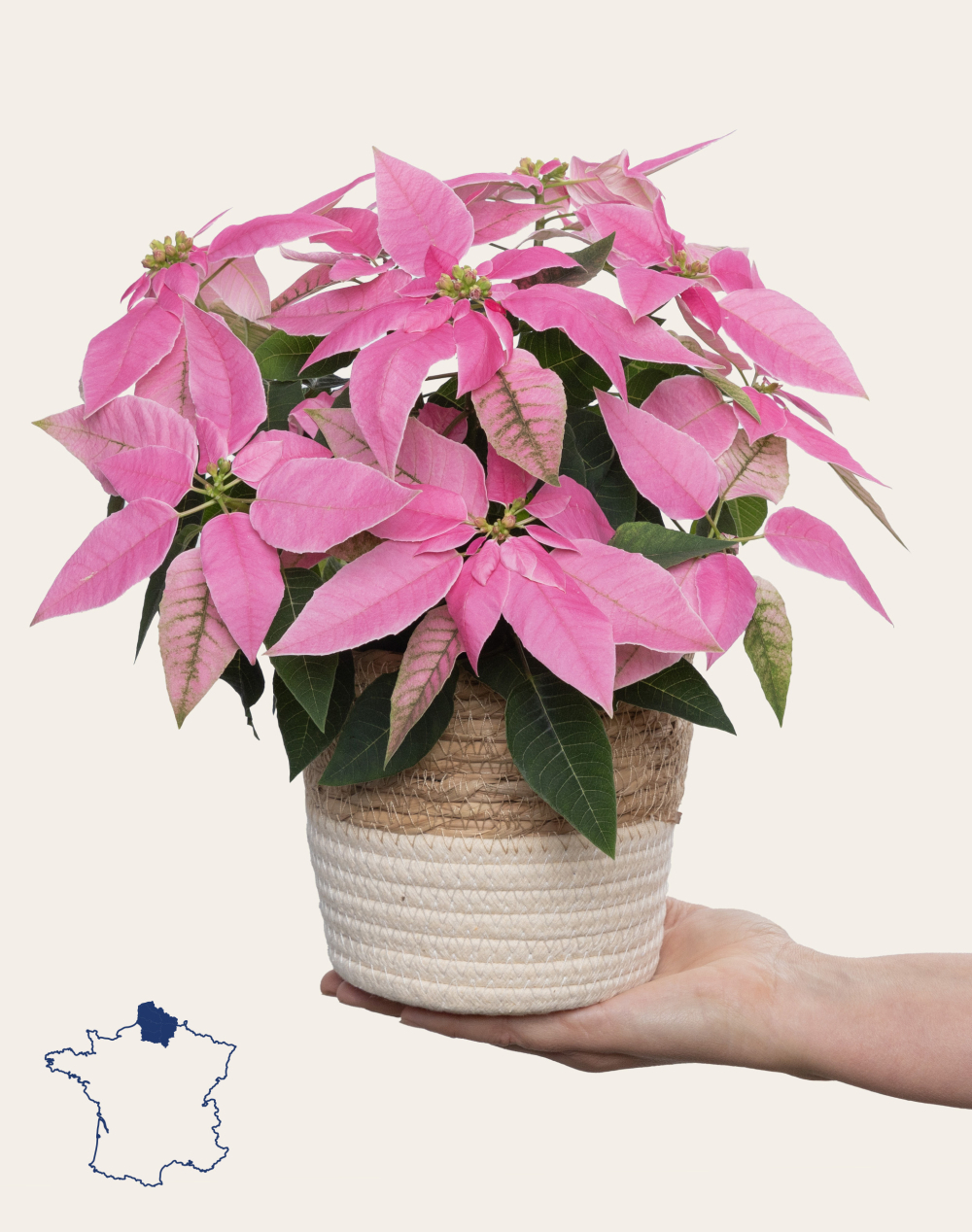 Poinsettia rose et son cache-pot