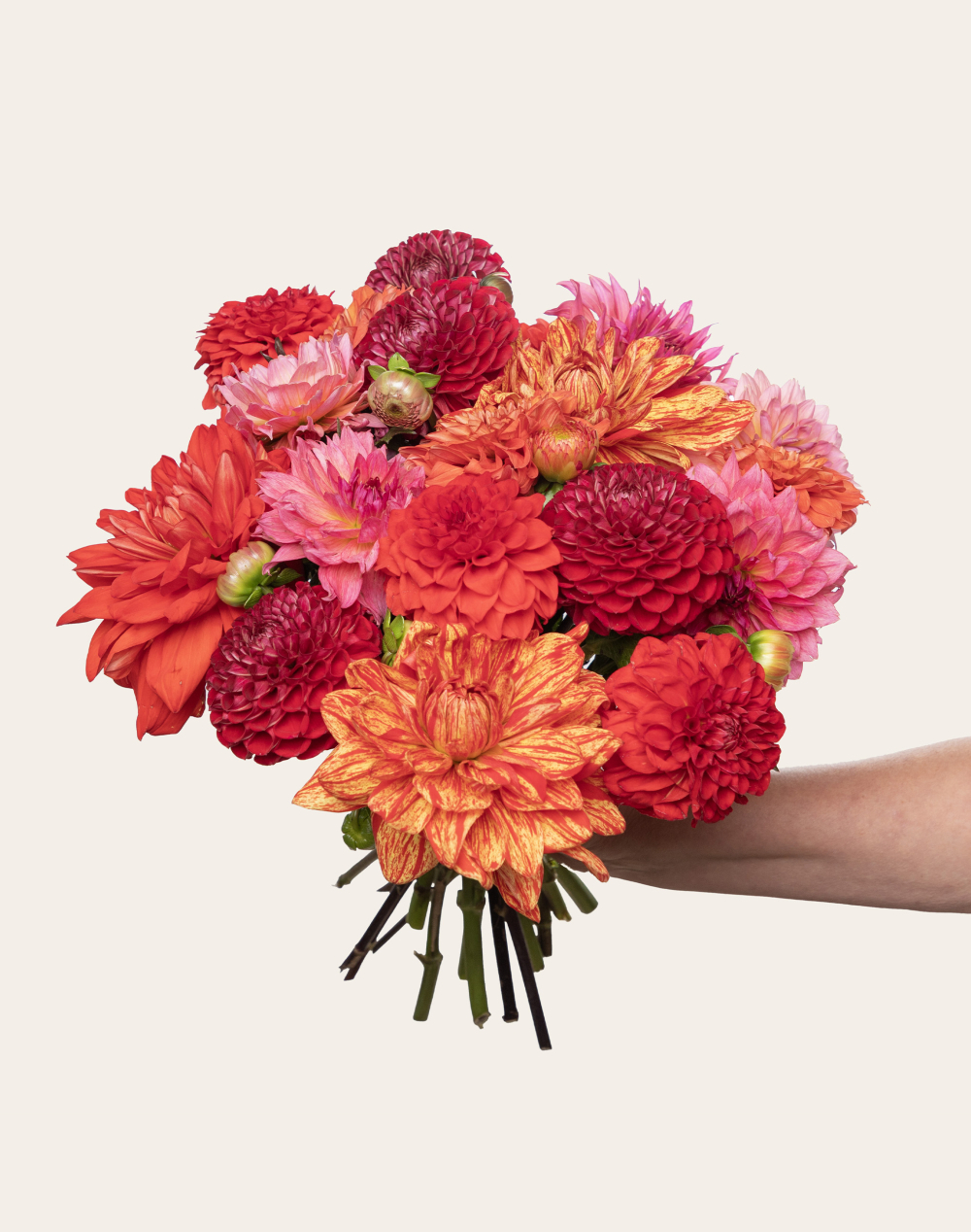 Botte de Dahlias - Couleurs Automnales
