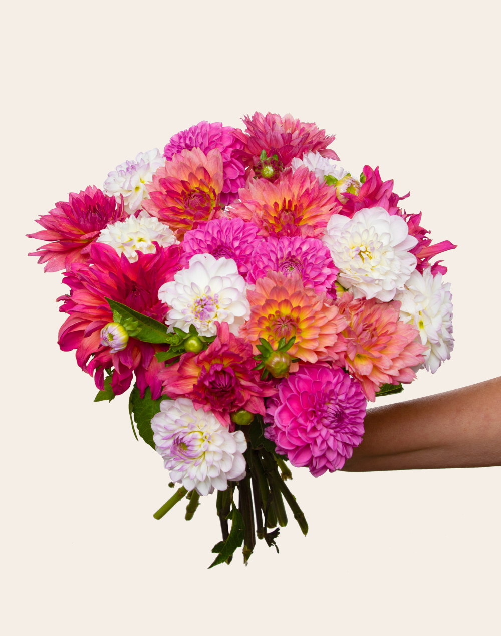 Botte surprise de Dahlias