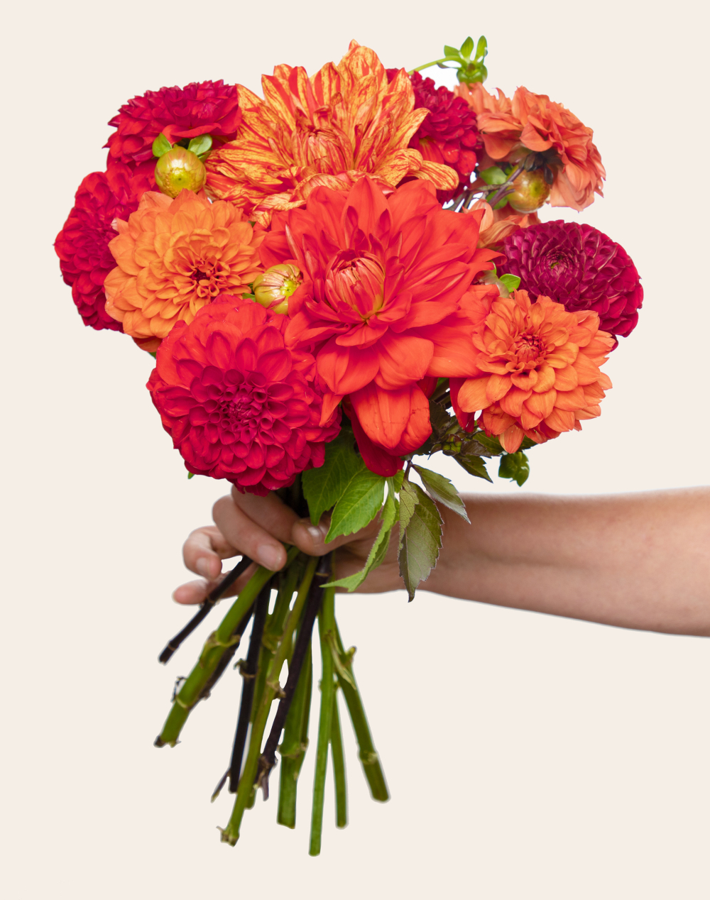 Botte de Dahlias - Couleurs Automnales