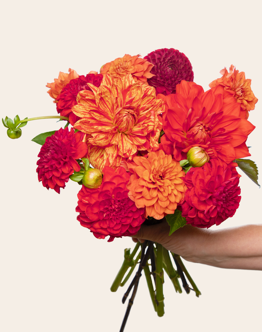 Botte de Dahlias - Couleurs Automnales
