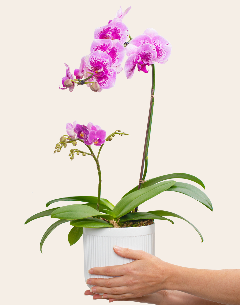 Composition de 2 Orchidées et sa céramique