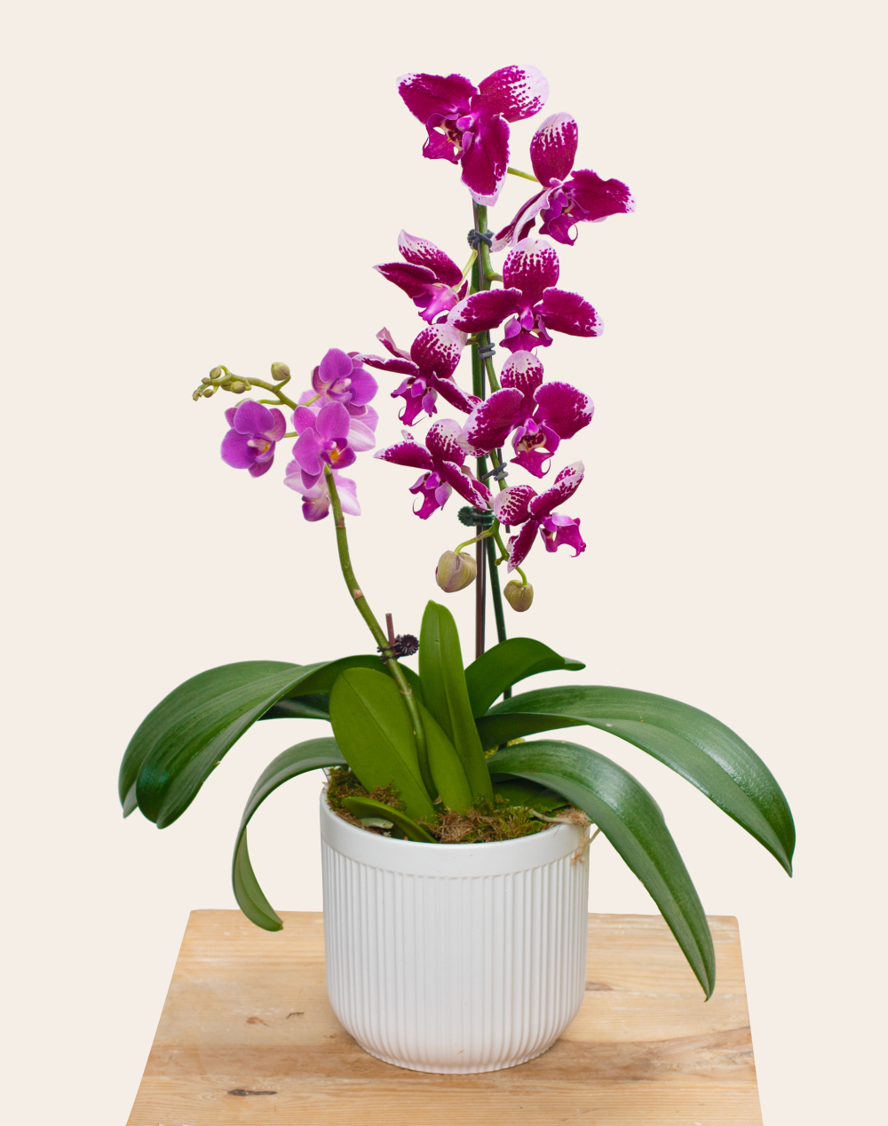 Composition de 2 Orchidées et sa céramique