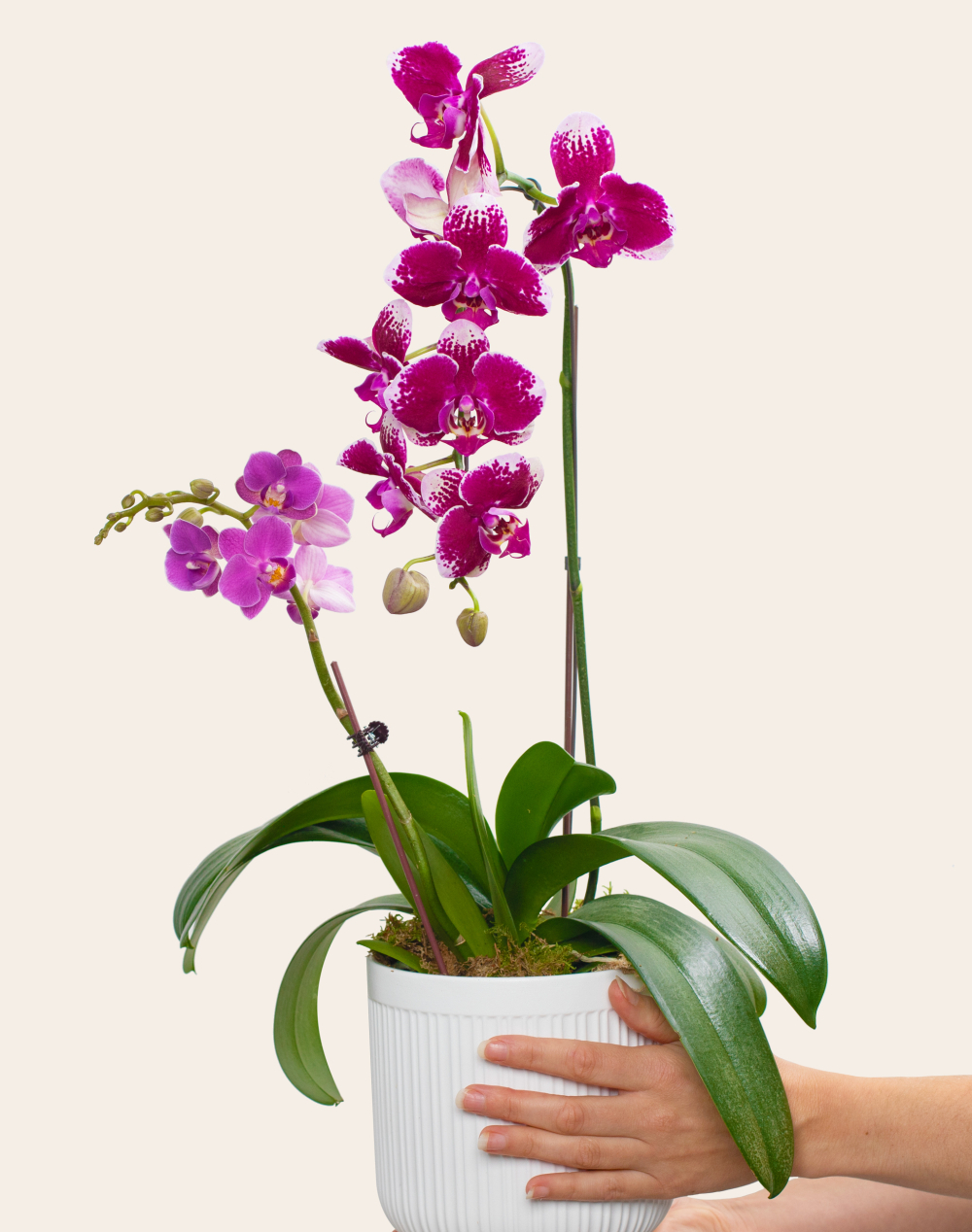 Composition de 2 Orchidées et sa céramique