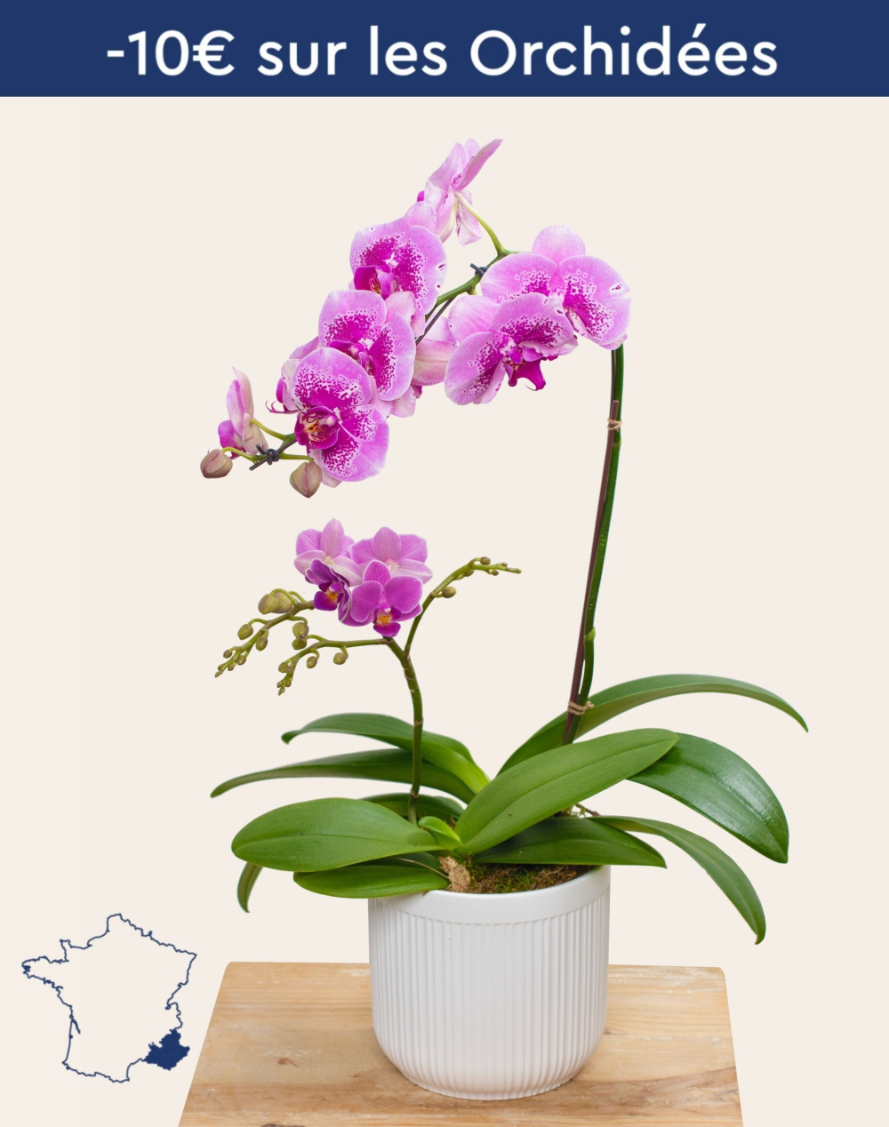 Composition de 2 Orchidées et sa céramique