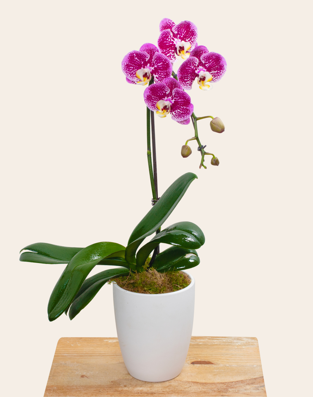 Orchidée française et sa céramique
