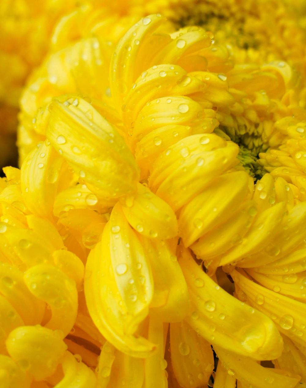 Chrysanthème Spider