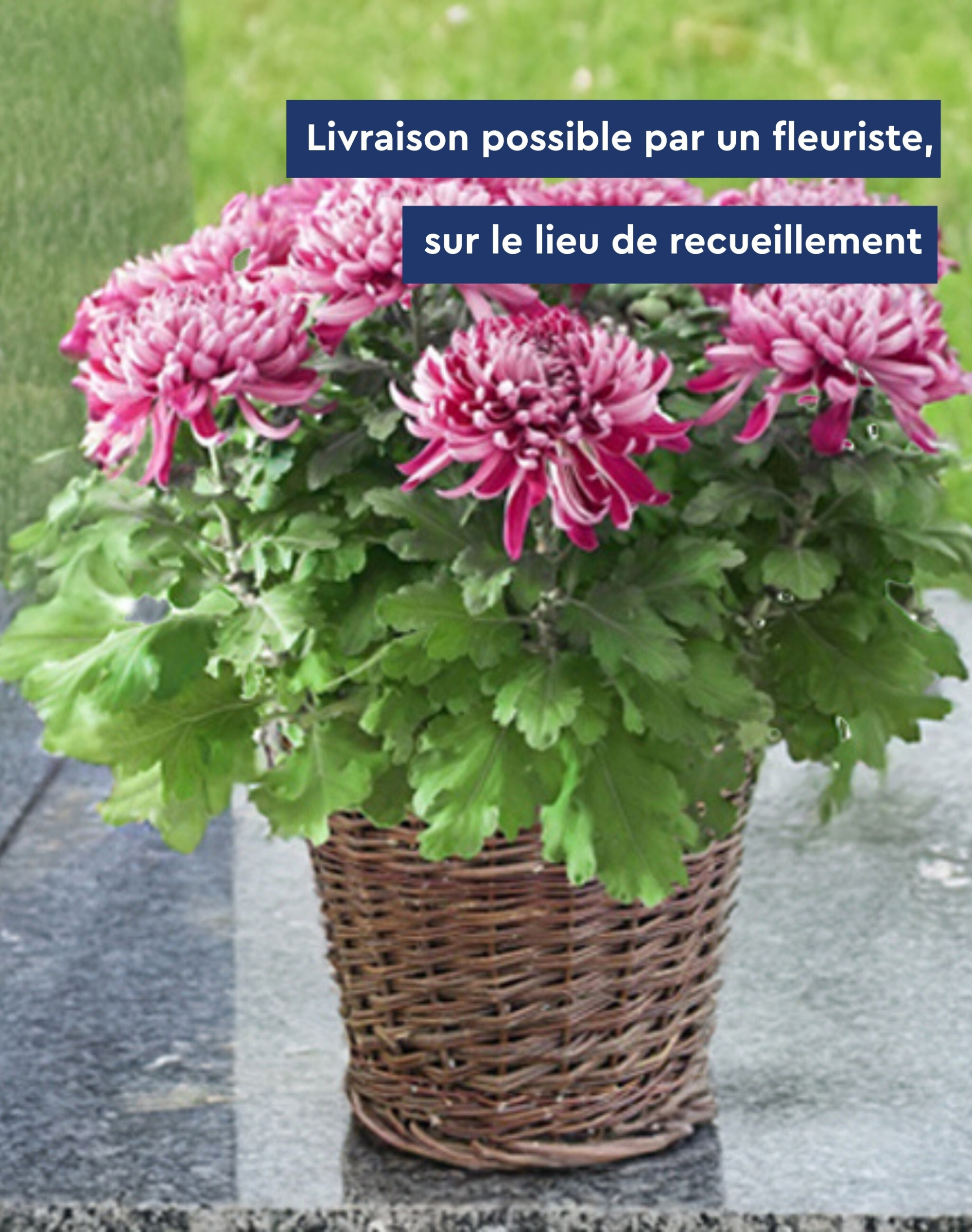 Chrysanthème Spider