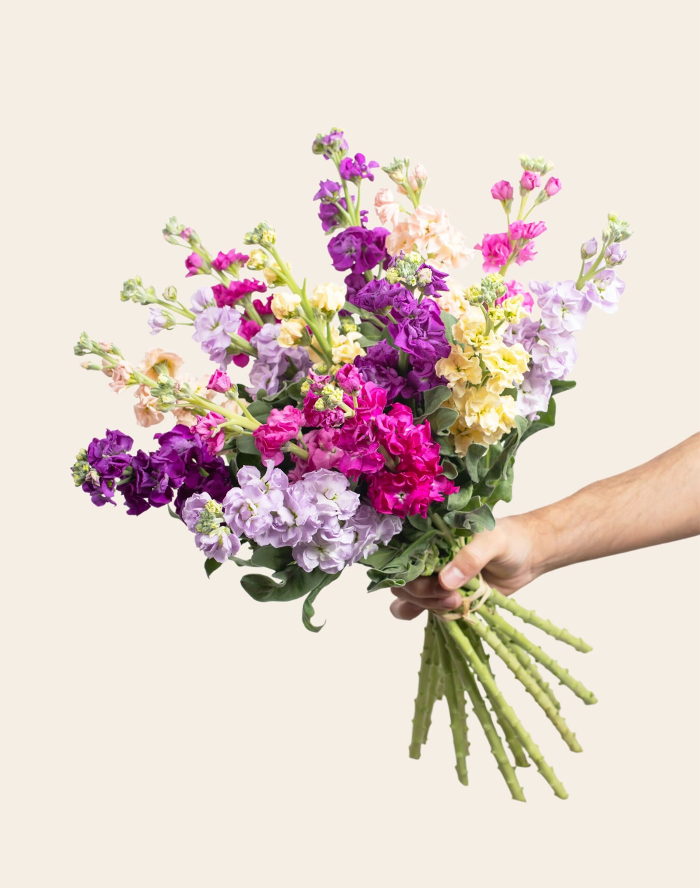 Botte surprise de Giroflées