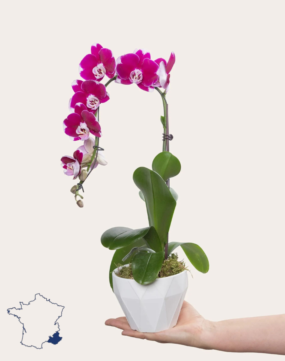 Orchidée française et sa céramique