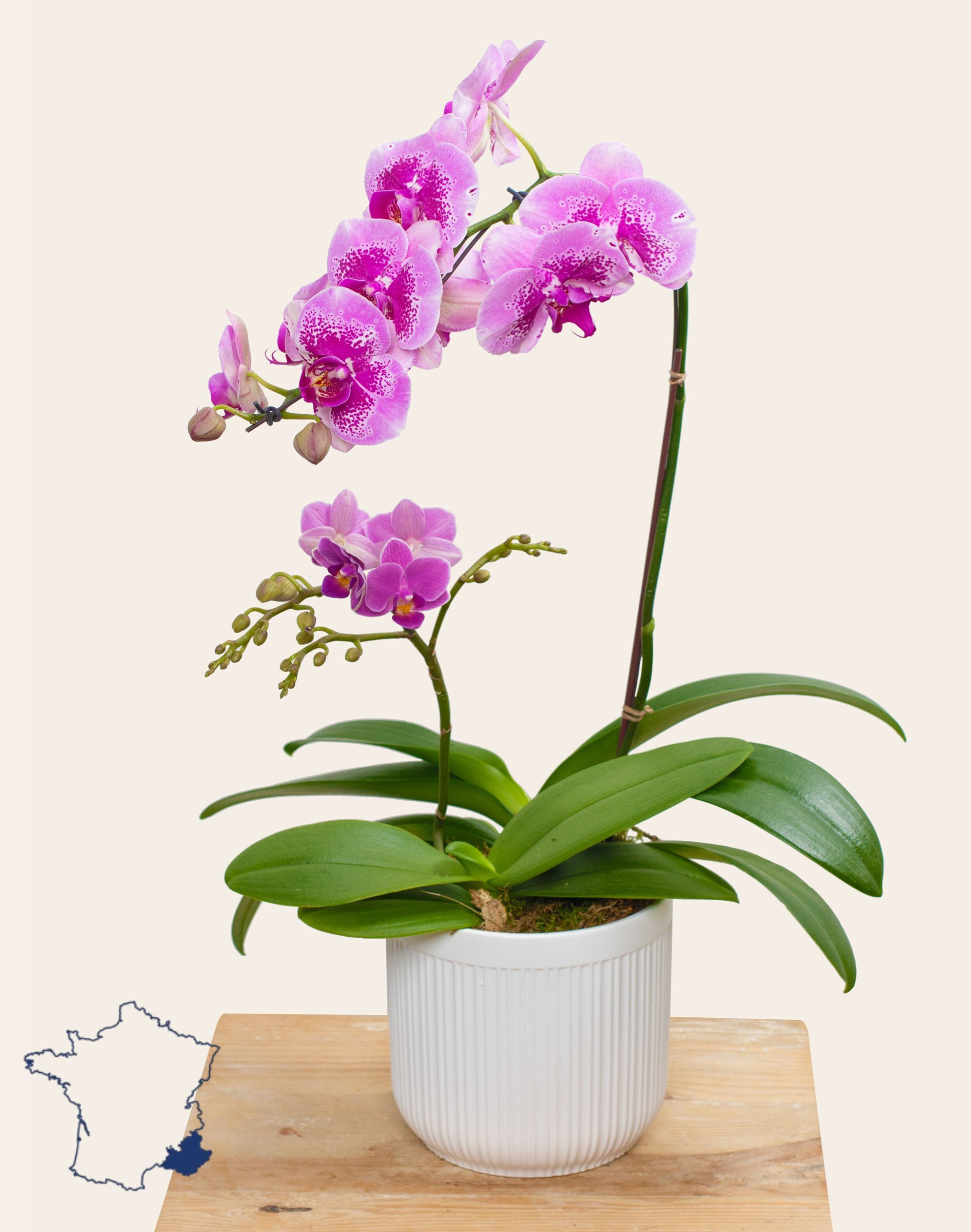 Composition de 2 Orchidées et sa céramique