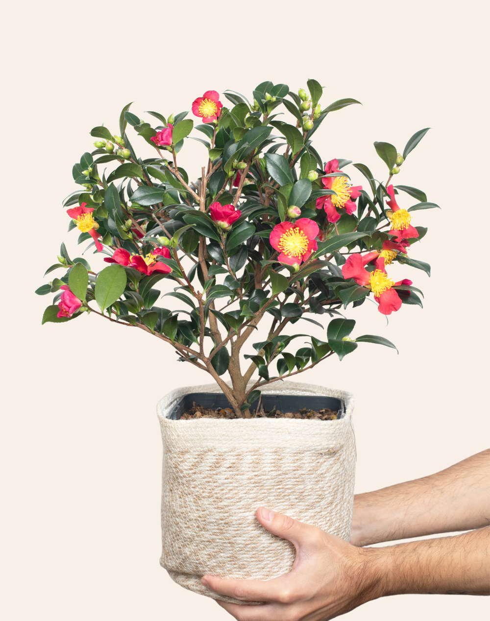 Camélia surprise et son cache-pot