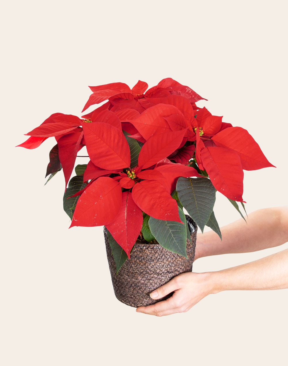 Etoile de Noël et son panier