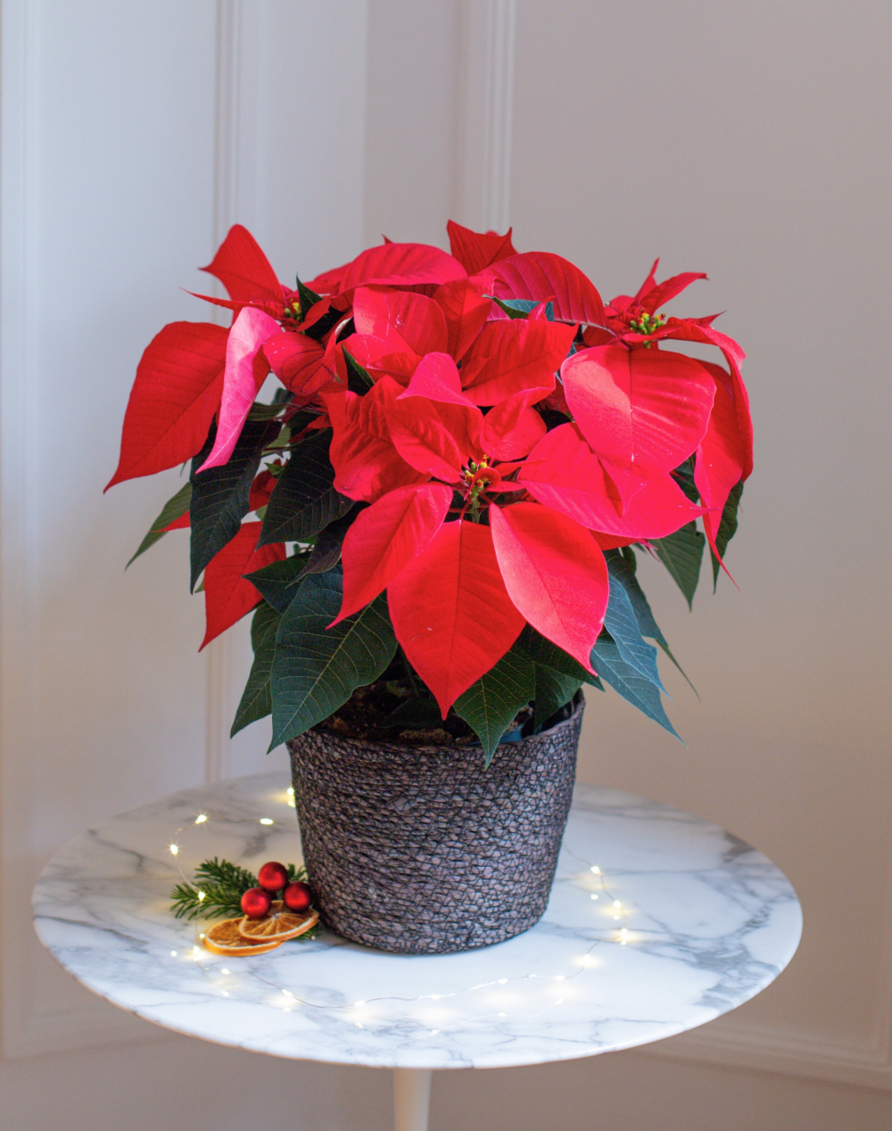 Etoile de Noël et son panier