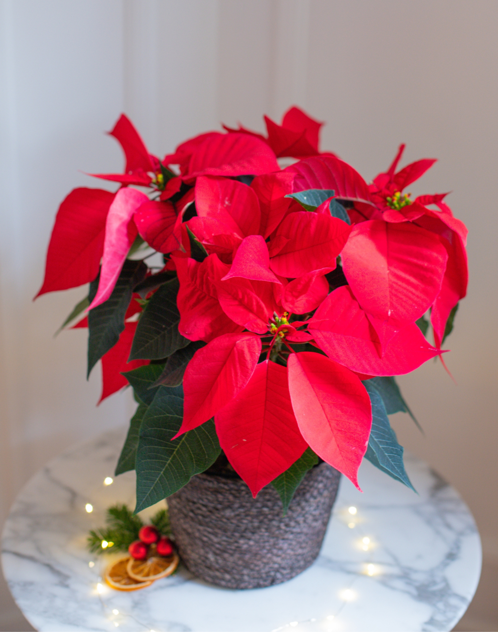 Etoile de Noël et son panier