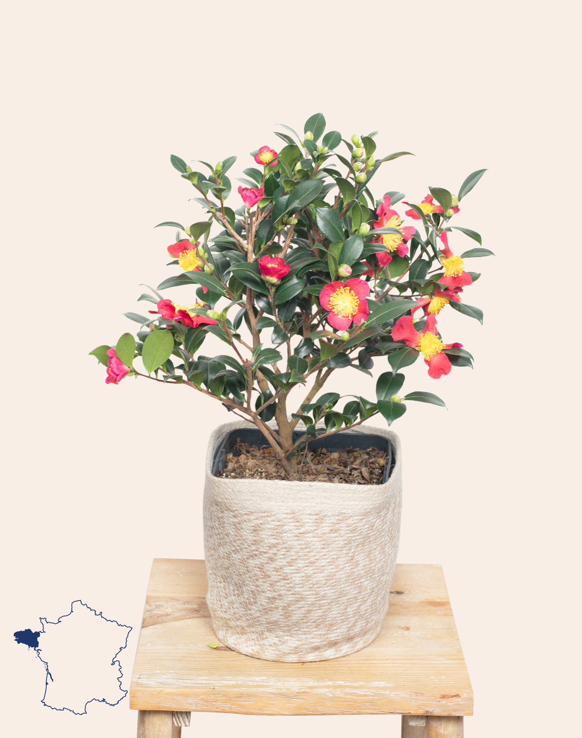 Camélia surprise et son cache-pot