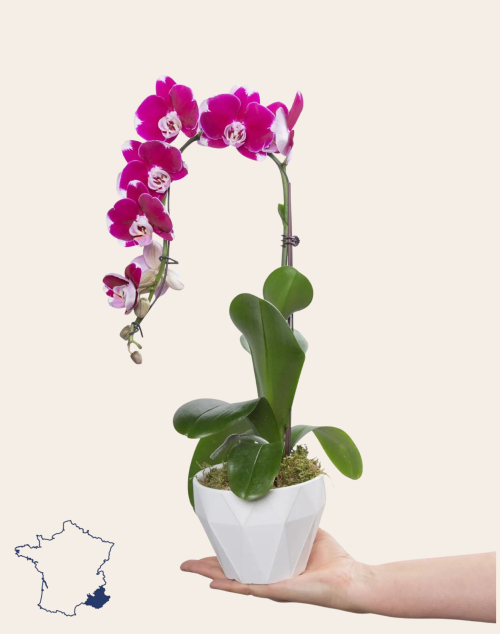 Orchidée française et sa céramique | Fleurs à domicile | Monsieur Marguerite