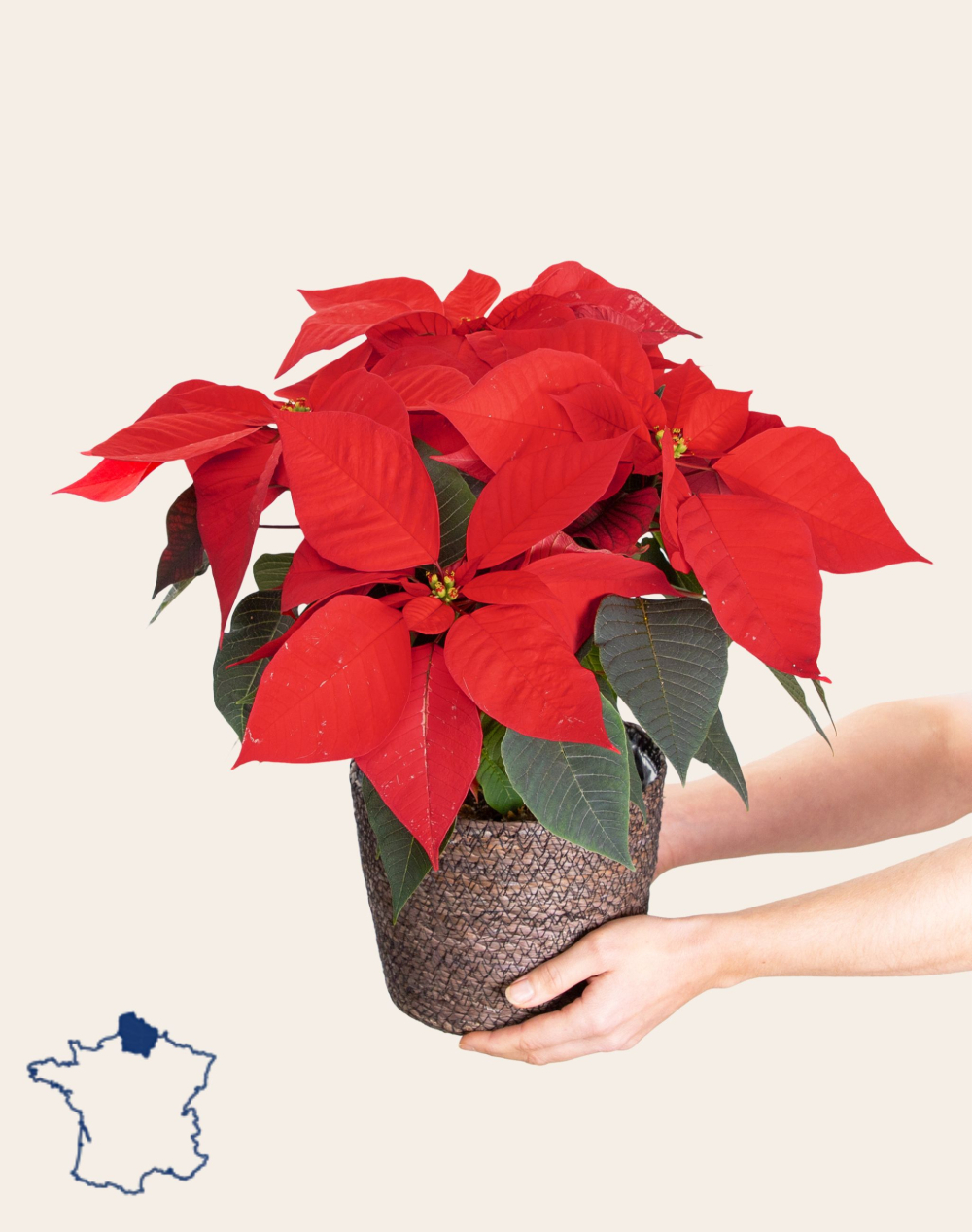 Etoile de Noël et son panier