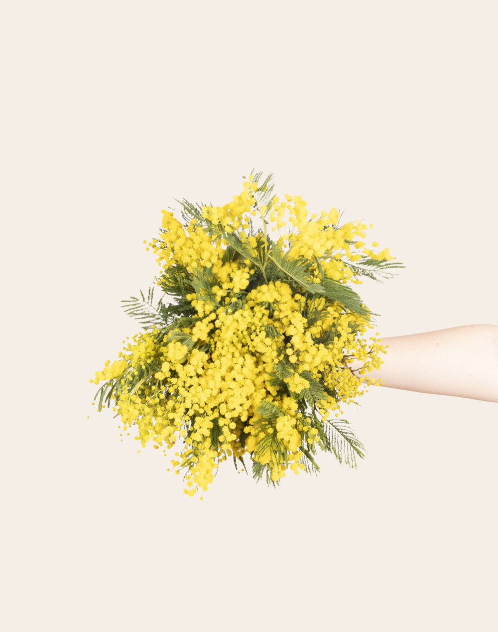 Botte de Mimosa