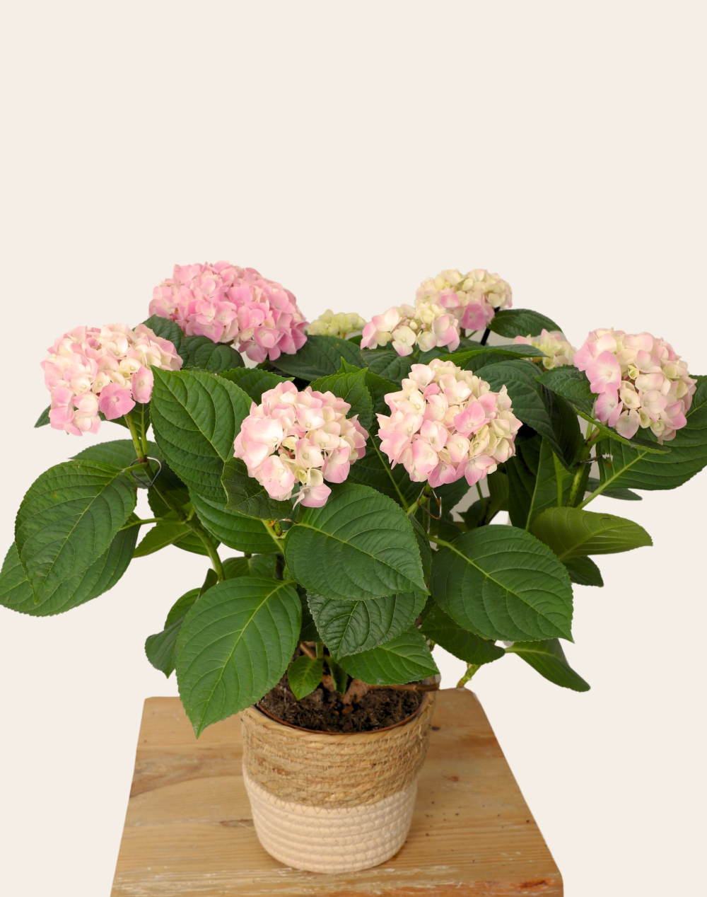 Hortensia rose