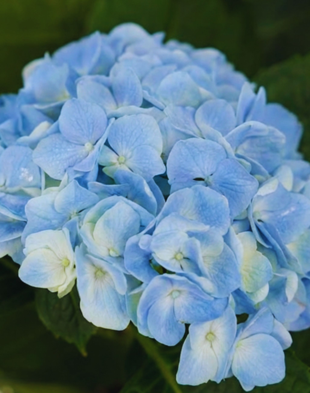 Hortensia bleu