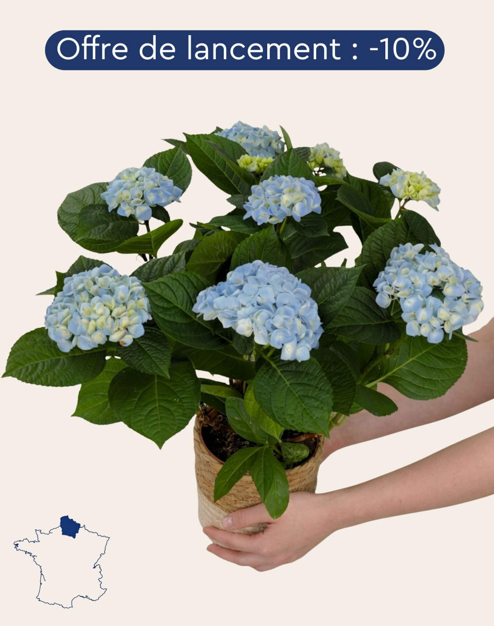 Hortensia bleu