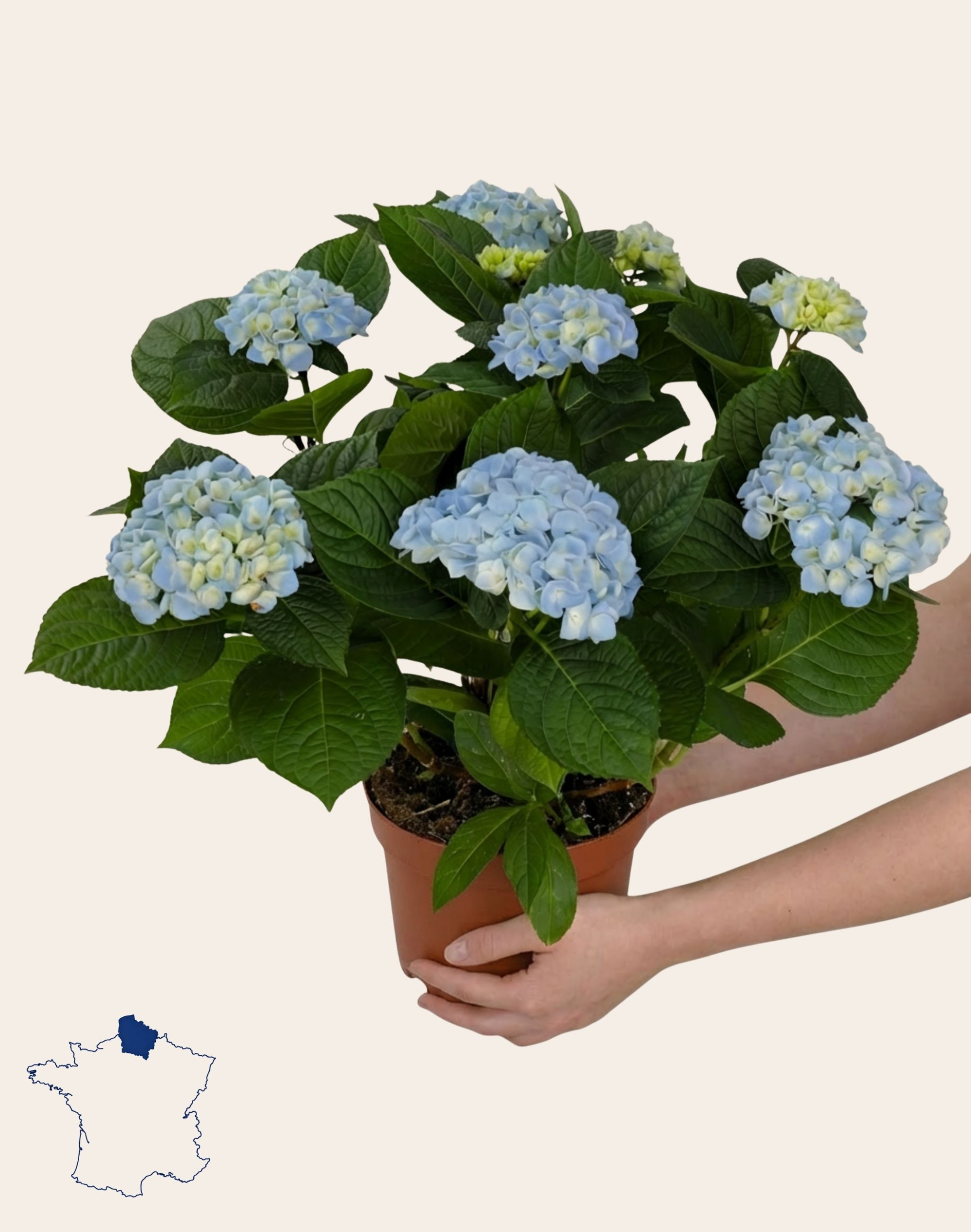 Hortensia bleu