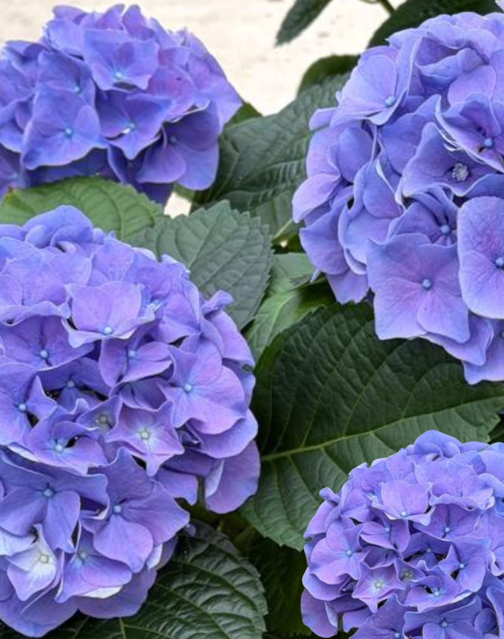 Hortensia bleu