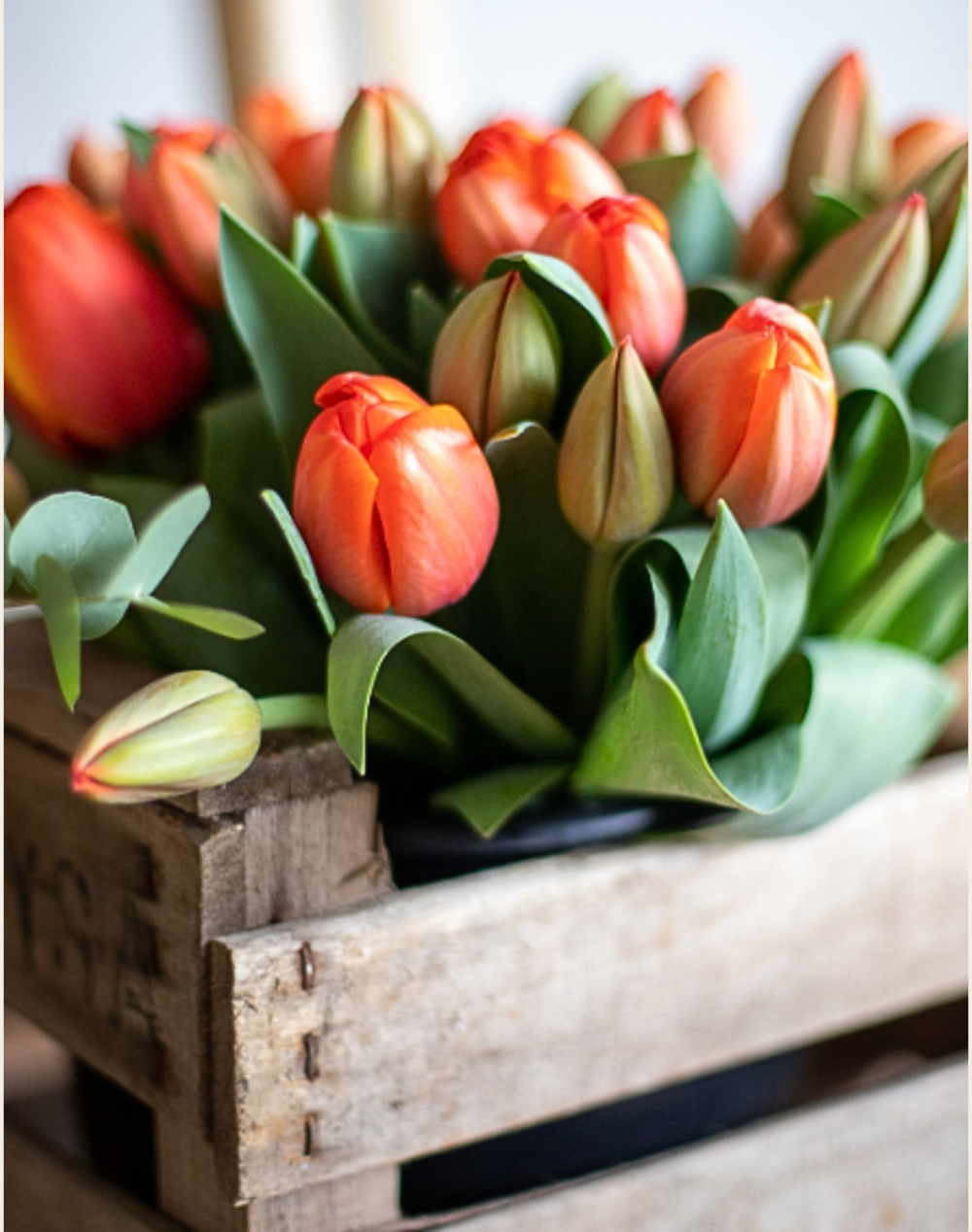 Bouquet de Tulipes surprises