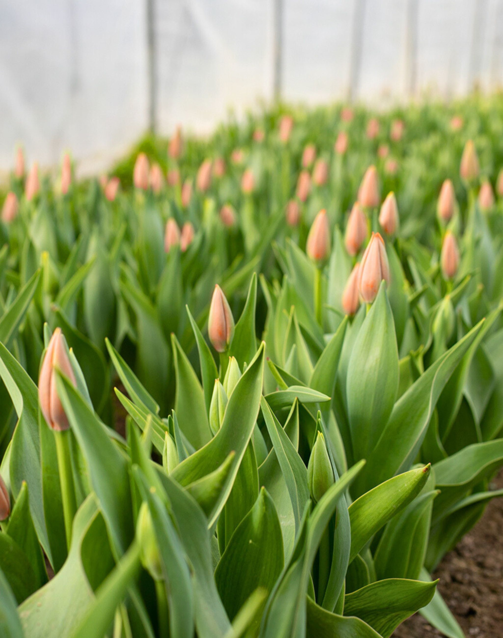 Duo de Pâques - Bouquet de Tulipes surprises et son Oeuf au chocolat