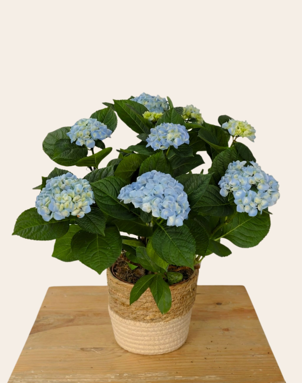 Pack Anniversaire - Hortensia bleu et cidre