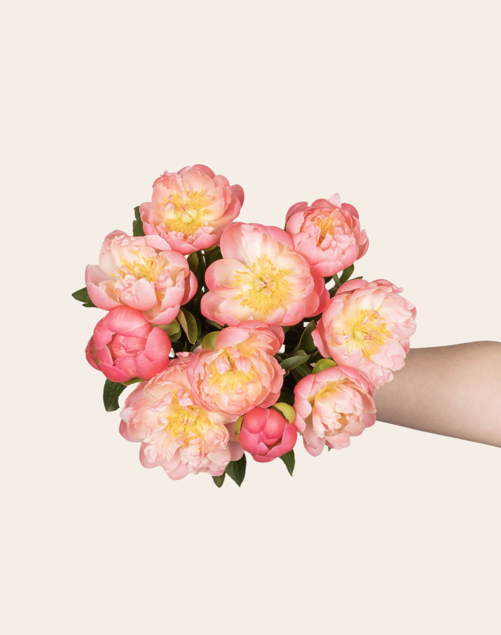 Botte de Pivoines corail