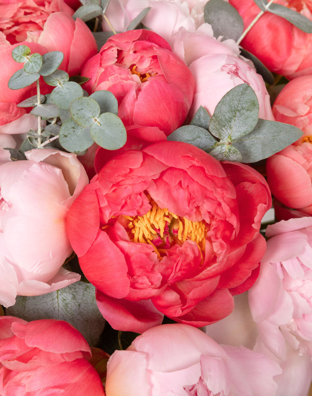 Bouquet d'exception de 25 Pivoines