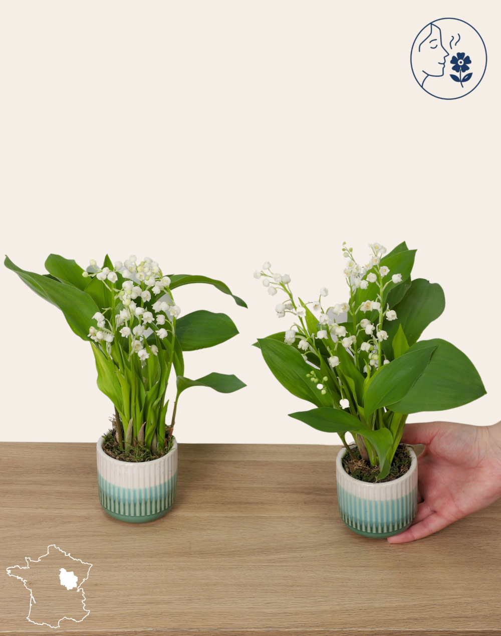 Duo de Muguet des bois - 20 brins
